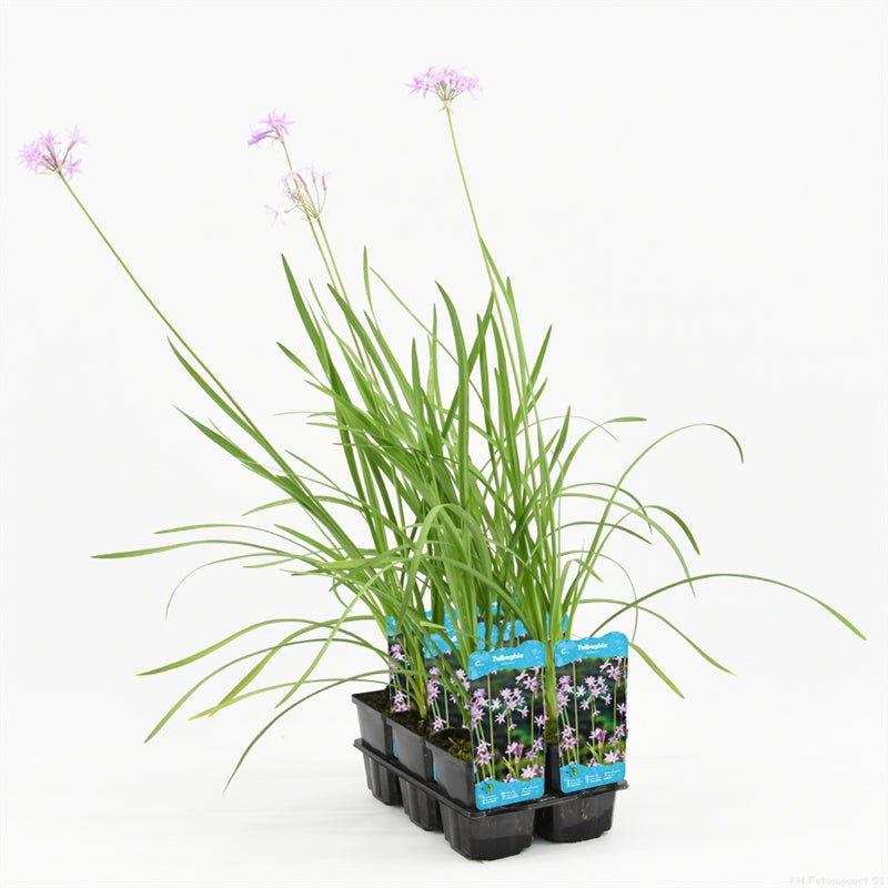 Waterplkw R. Moerings Tulbaghia violacea Pack of 6