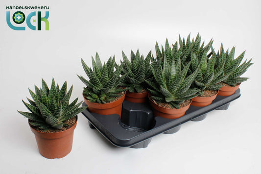 Gasteria 20cm 14cm Pot