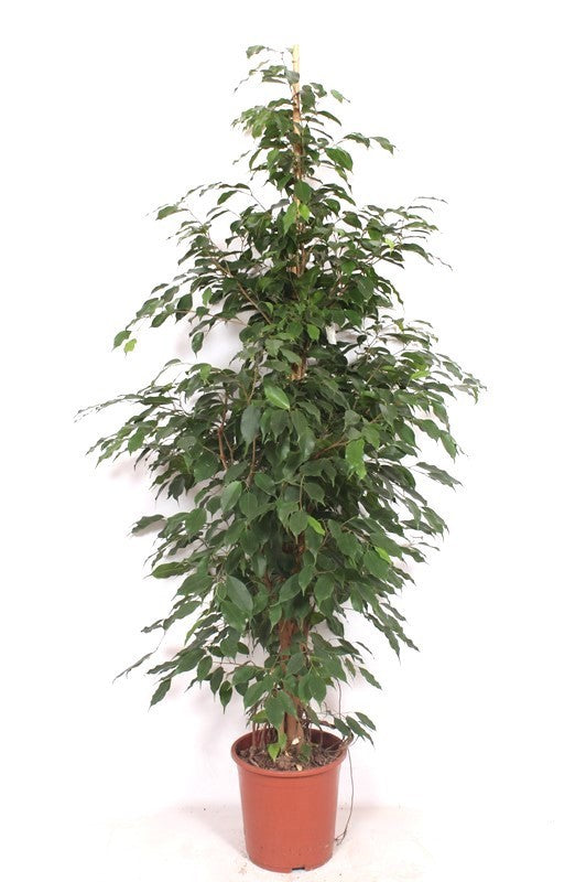 Ficus benj. Exotica 190cm 27cm Pot