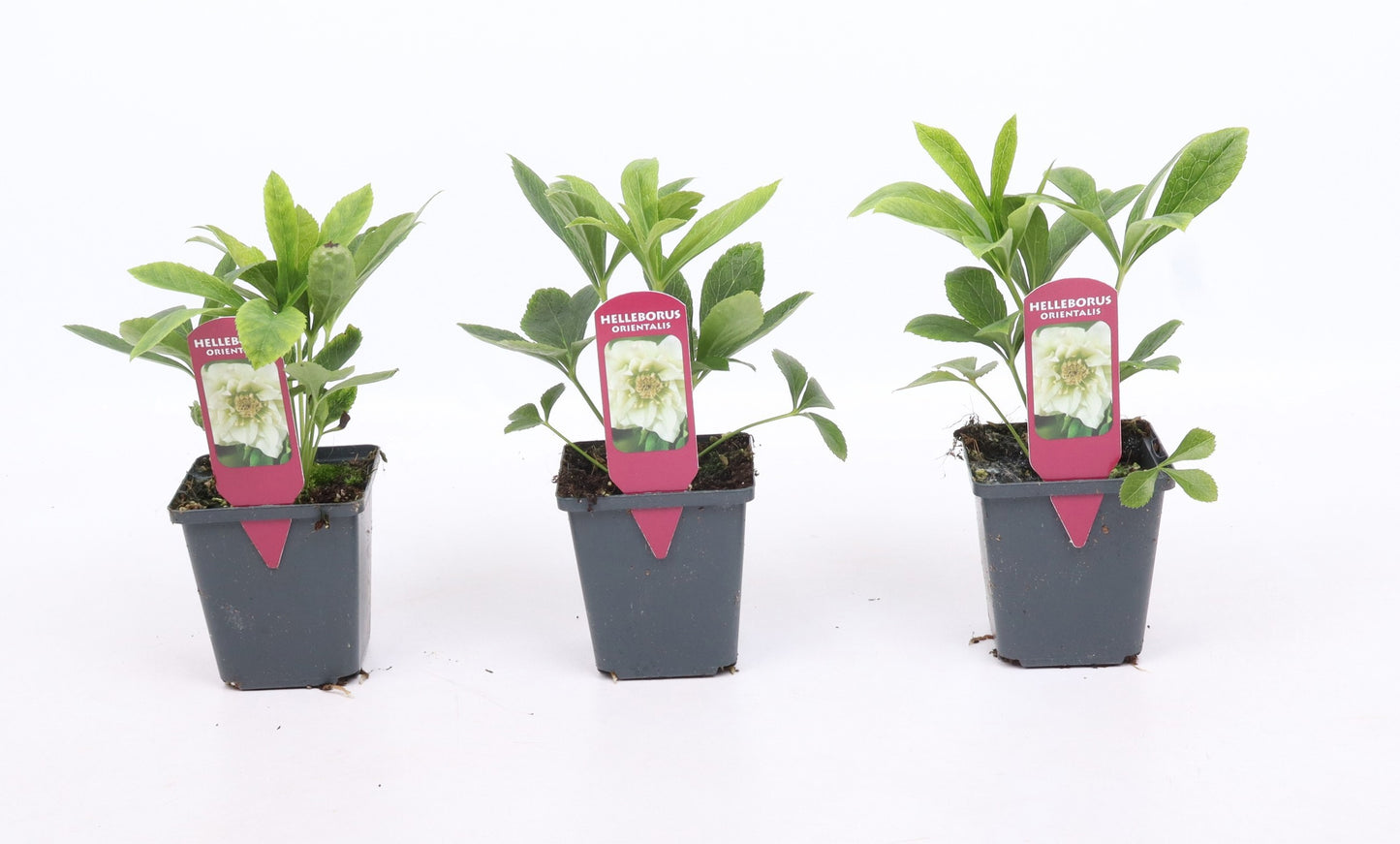 Valk BV Patioplant Helleborus orientalis Pack of 12