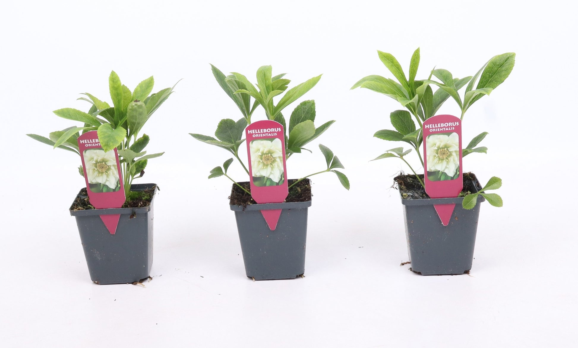 Valk BV Patioplant Helleborus orientalis Pack of 12