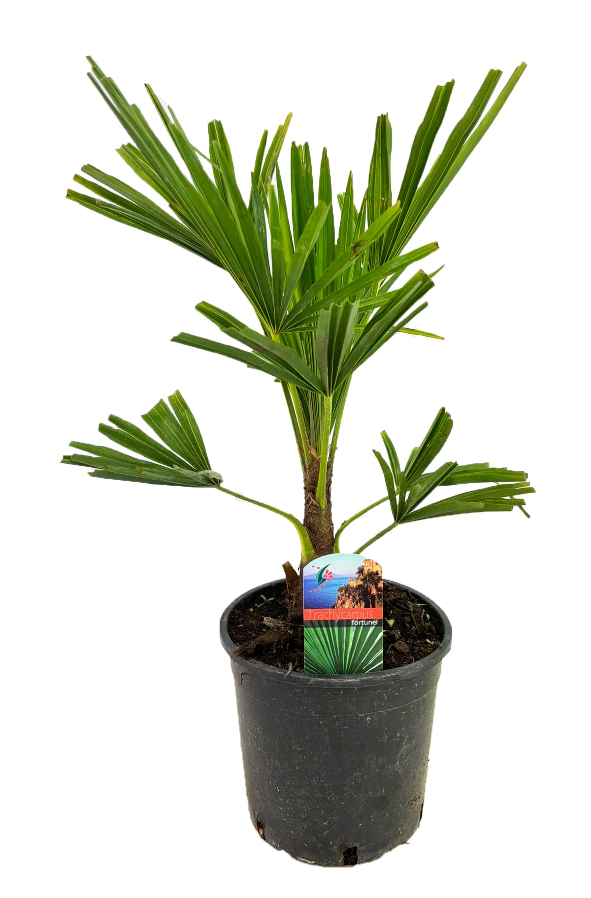 Luiten Kwekerij BV Trachycarpus fortunei Pack of 4