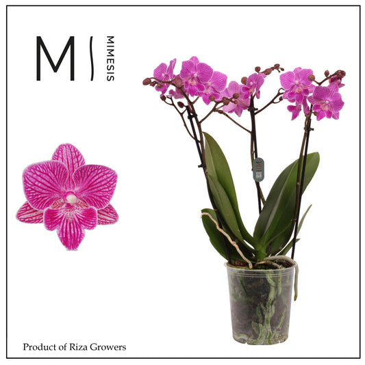 Phalaenopsis mf. Cassion 50cm 12cm Pot