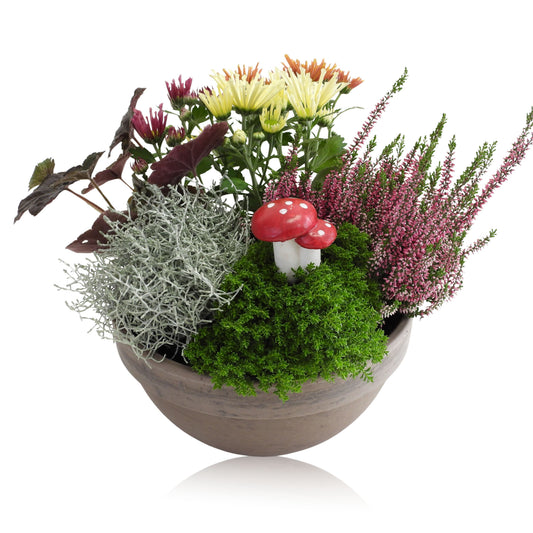 Outdoor arrangement 20cm 20cm Pot