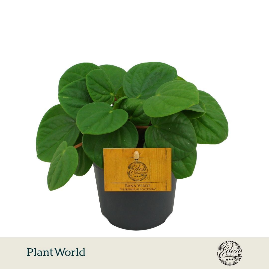Plantworld Smit Kwekerij Peperomia Rana Verde Pack of 10