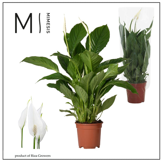 Spathiphyllum Vivaldi 65cm 17cm Pot