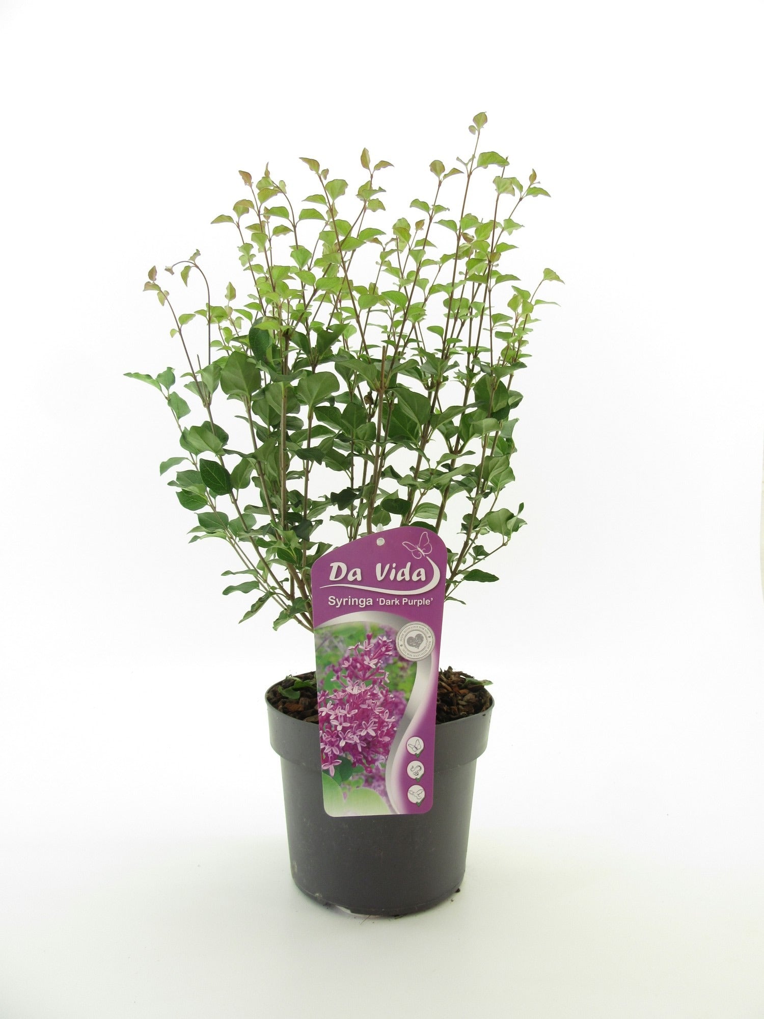 Syringa Meyeri mix 40cm 19cm Pot