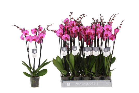 Vijverberg BV, kw. Piet Phalaenopsis Popstar Pack of 5