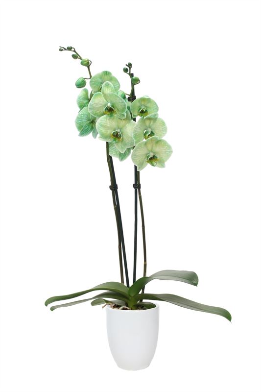 Phalaenopsis Hybrid 55cm 12cm Pot