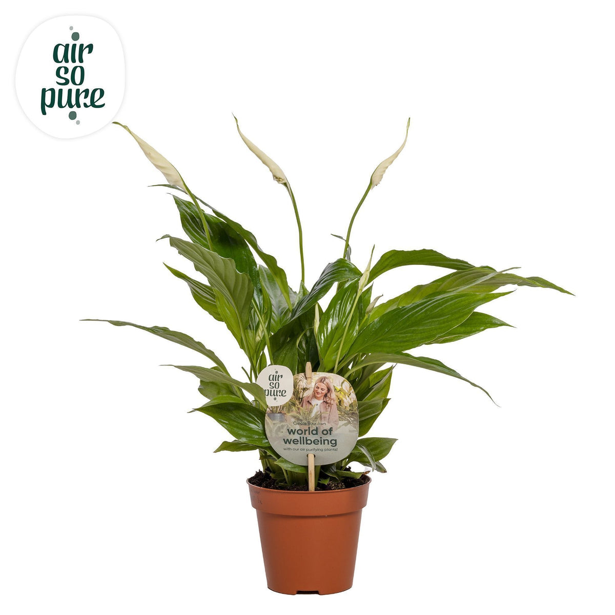 Spathiphyllum Torelli 40cm 12cm Pot