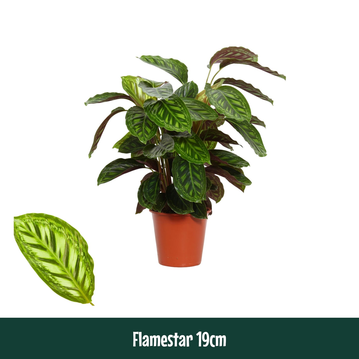 Calathea Flamestar 75cm 19cm Pot