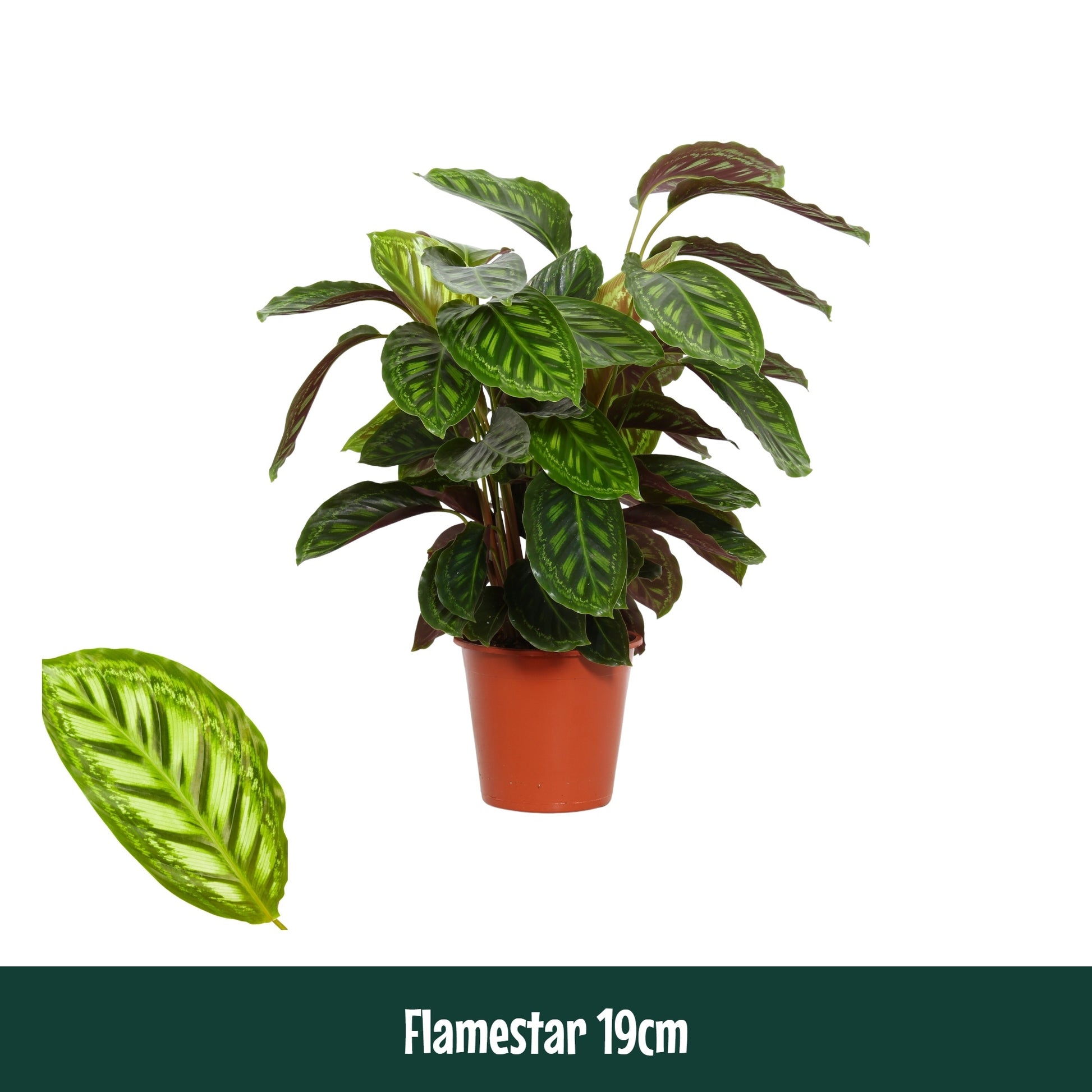 Calathea Flamestar 75cm 19cm Pot