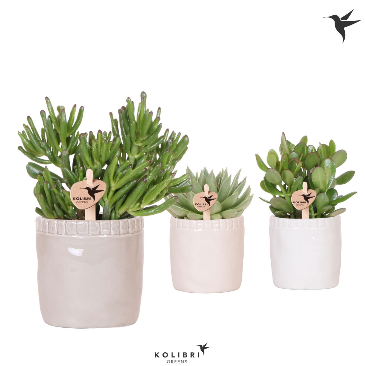 Succulent mix 26cm 12cm Pot