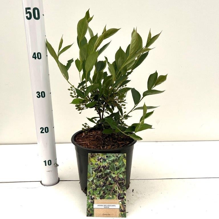 Aronia melanocarpa Chokeberry 35cm 17cm Pot