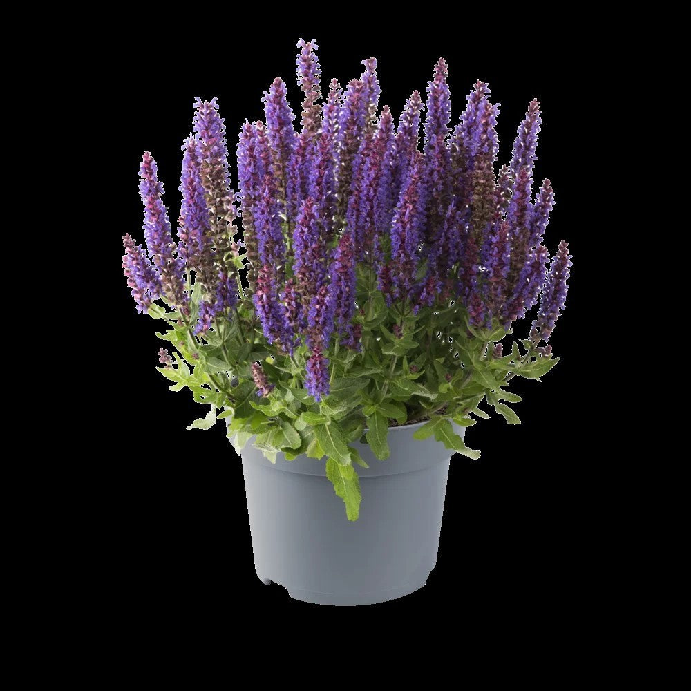 Salvia Sensation Deep Blue 25cm 12cm Pot