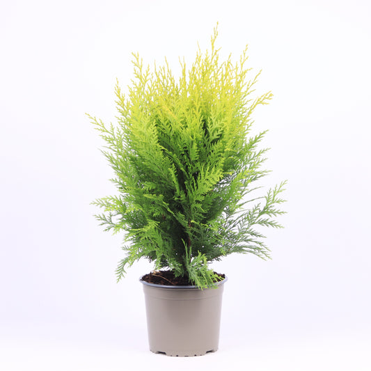 chamaecyparis-stardust-50cm-17cm-pot