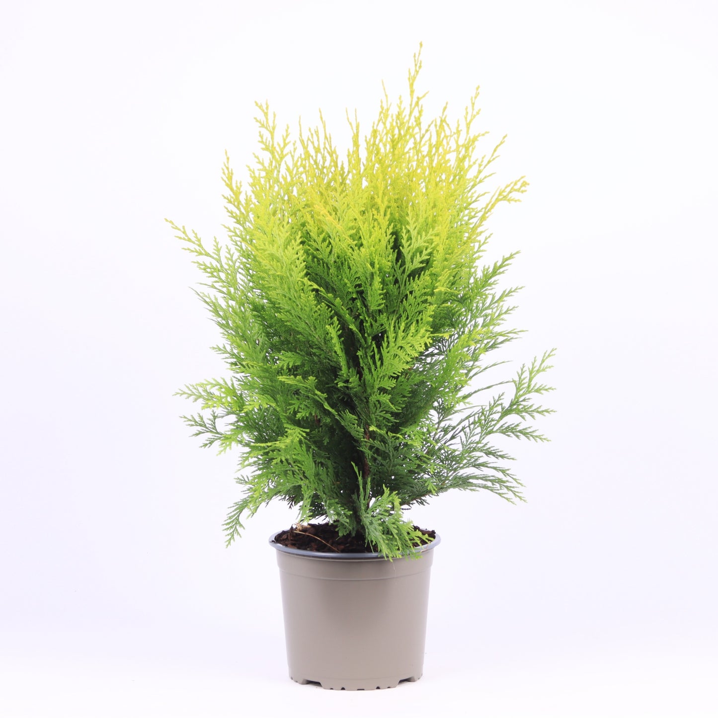 Chamaecyparis Stardust 50cm 17cm Pot
