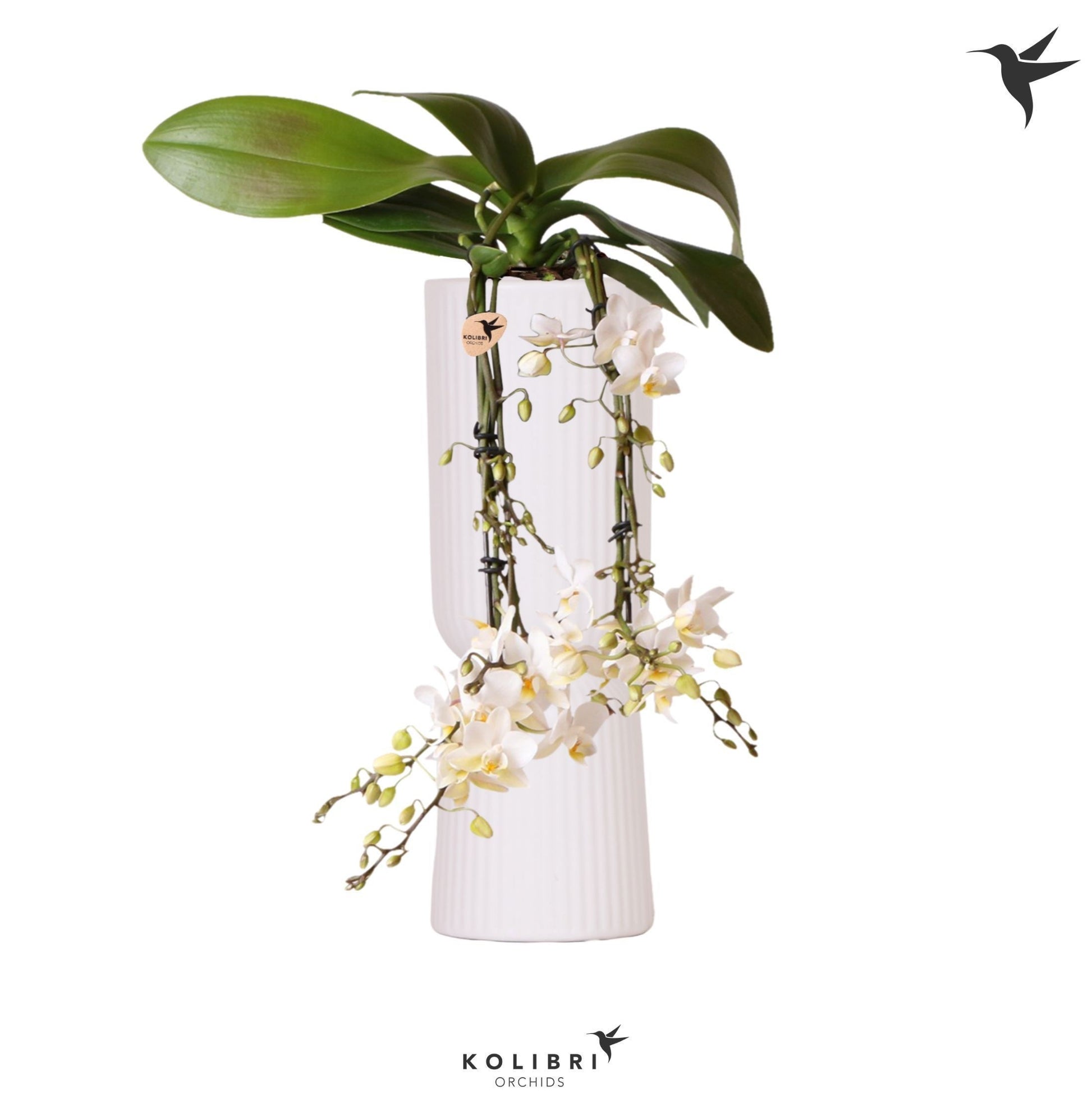 Phalaenopsis mf. Treviso (+ drp.ceramic) 40cm 9cm Pot