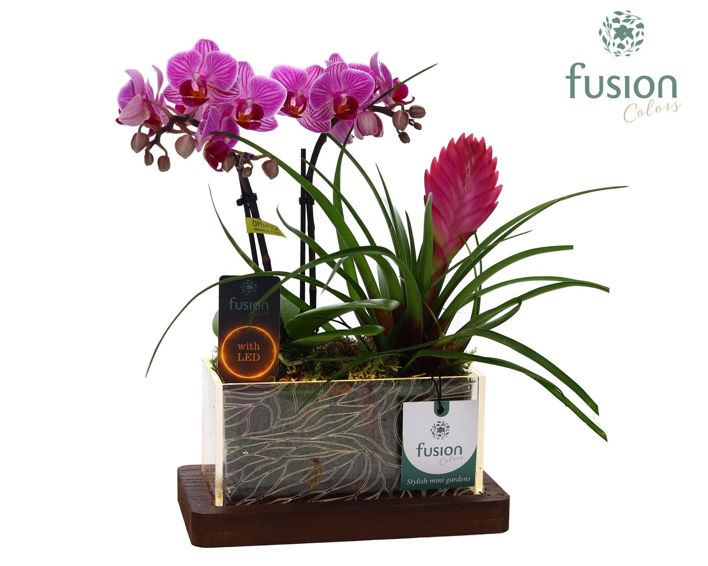 Fusioncolors BV Acryl bakje LED rechthoek met Arrangement Phalaenopsis Tillandsia 2pp Pack of 7