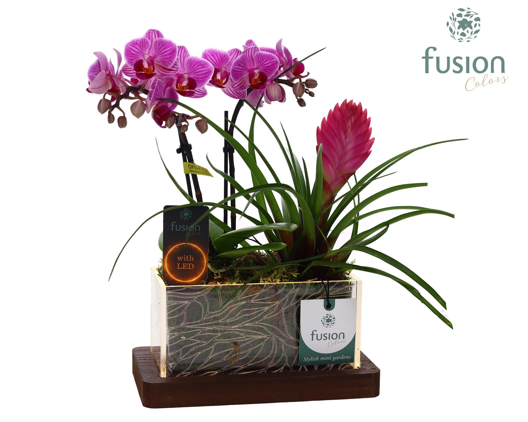Fusioncolors BV Acryl bakje LED rechthoek met Arrangement Phalaenopsis Tillandsia 2pp Pack of 7