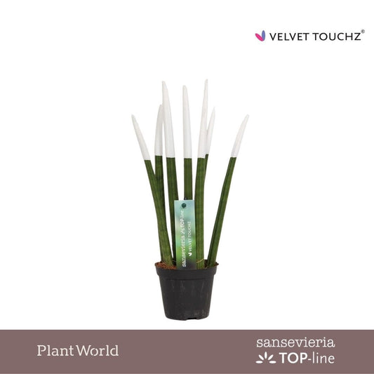 Sansevieria cylindrica 30cm 8.5cm Pot
