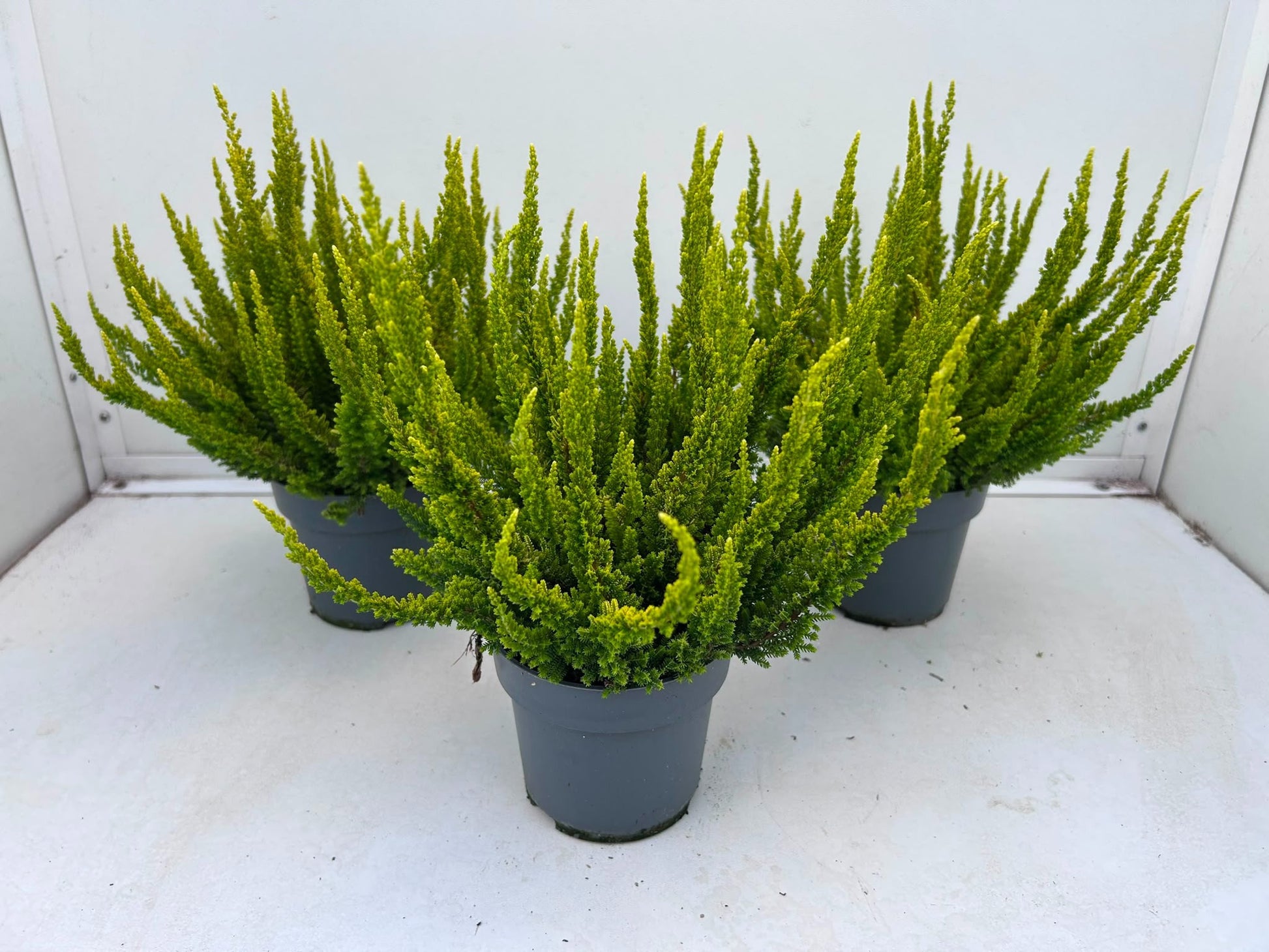Gartenbau Janshen Gbr Calluna Skyline Barcelona Pack of 10