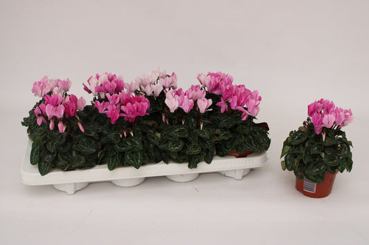 Cyclamen Crayon 20cm 10.5cm Pot
