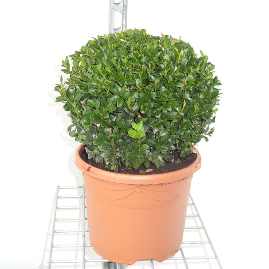 Buxus sempervirens ball 35cm 19cm Pot