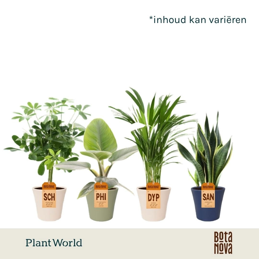 Foliage houseplants mix 45cm 14cm Pot