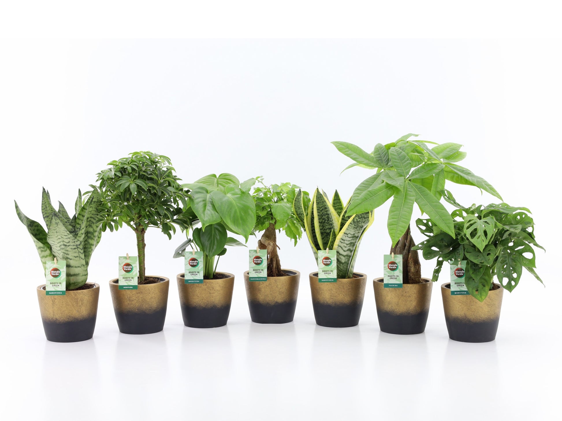Foliage houseplants mix 35cm 14cm Pot