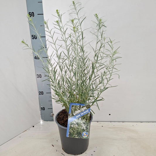 Gomphostigma vir. Silver Butterfly 60cm 17cm Pot