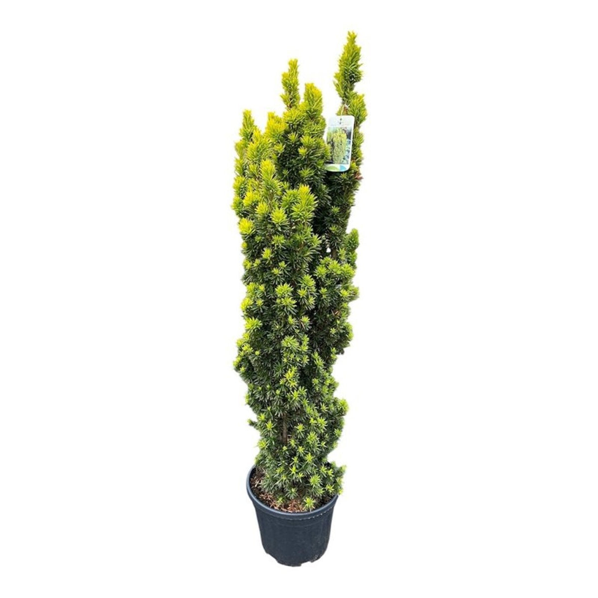 Notkamp Boomkwekerij BV Taxus Fastigiata Aurea Pack of 1