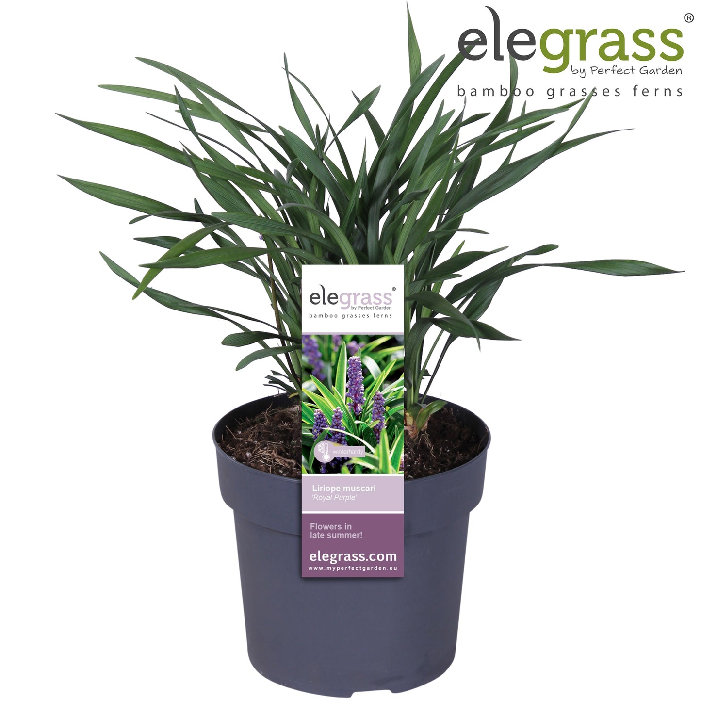 Liriope muscari Royal Purple 50cm 19cm Pot