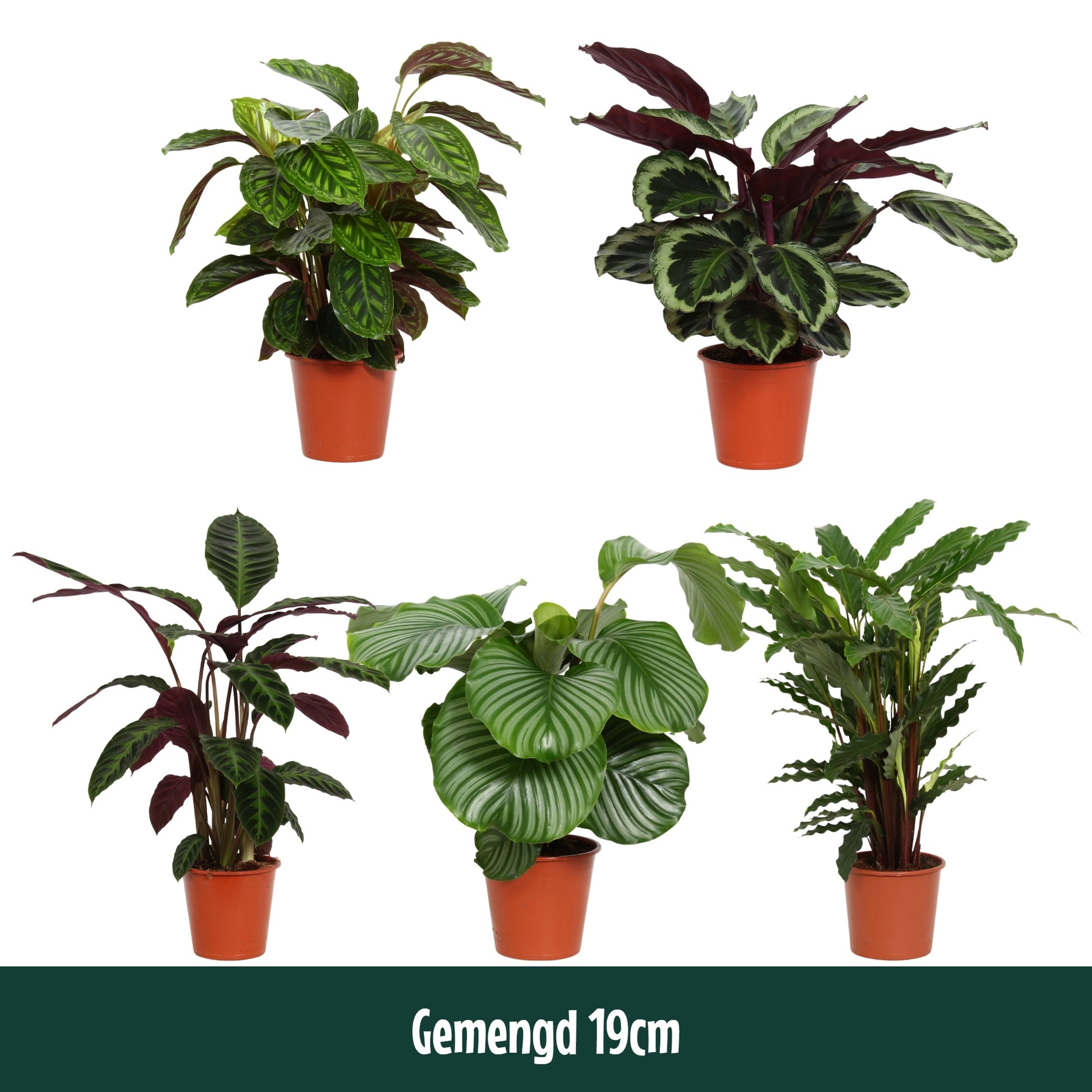 Calathea mix 80cm 19cm Pot
