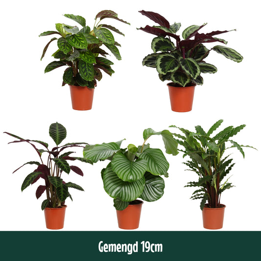 Calathea mix 80cm 19cm Pot