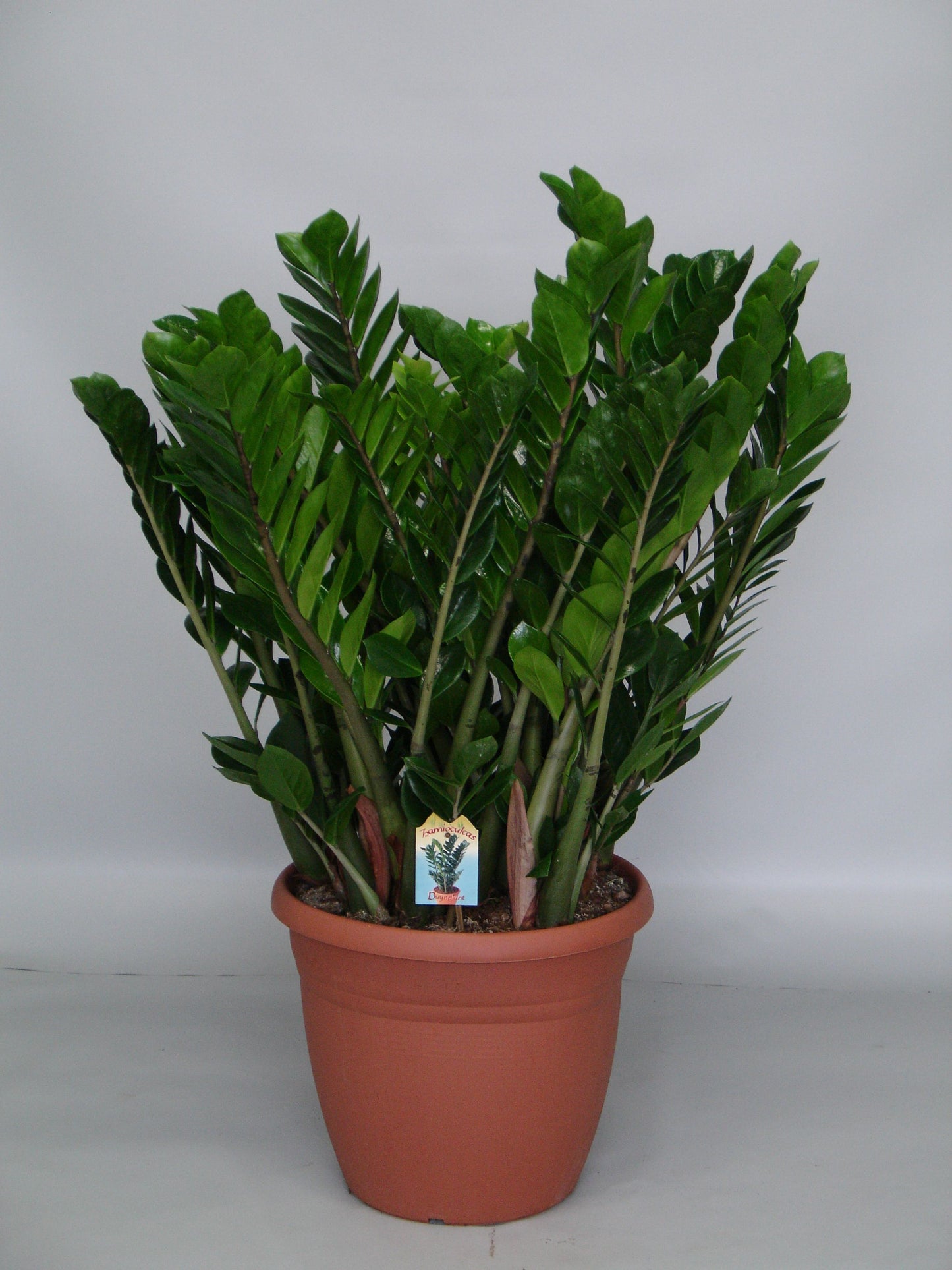 Zamioculcas zamiifolia 110cm 37cm Pot