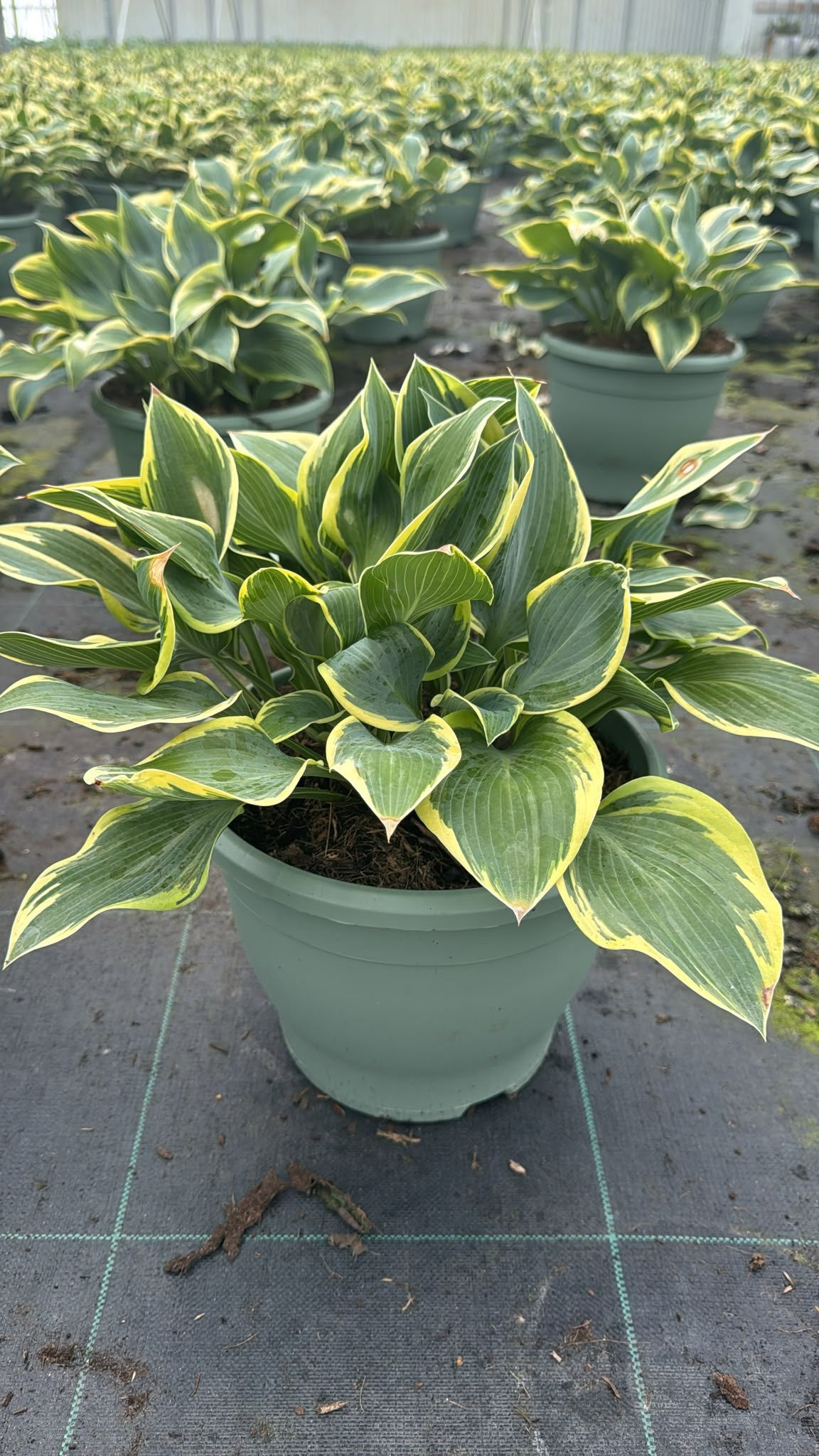 Hosta mix 45cm 26cm Pot