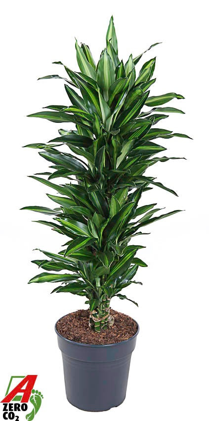 Dracaena fragrans 130cm 27cm Pot