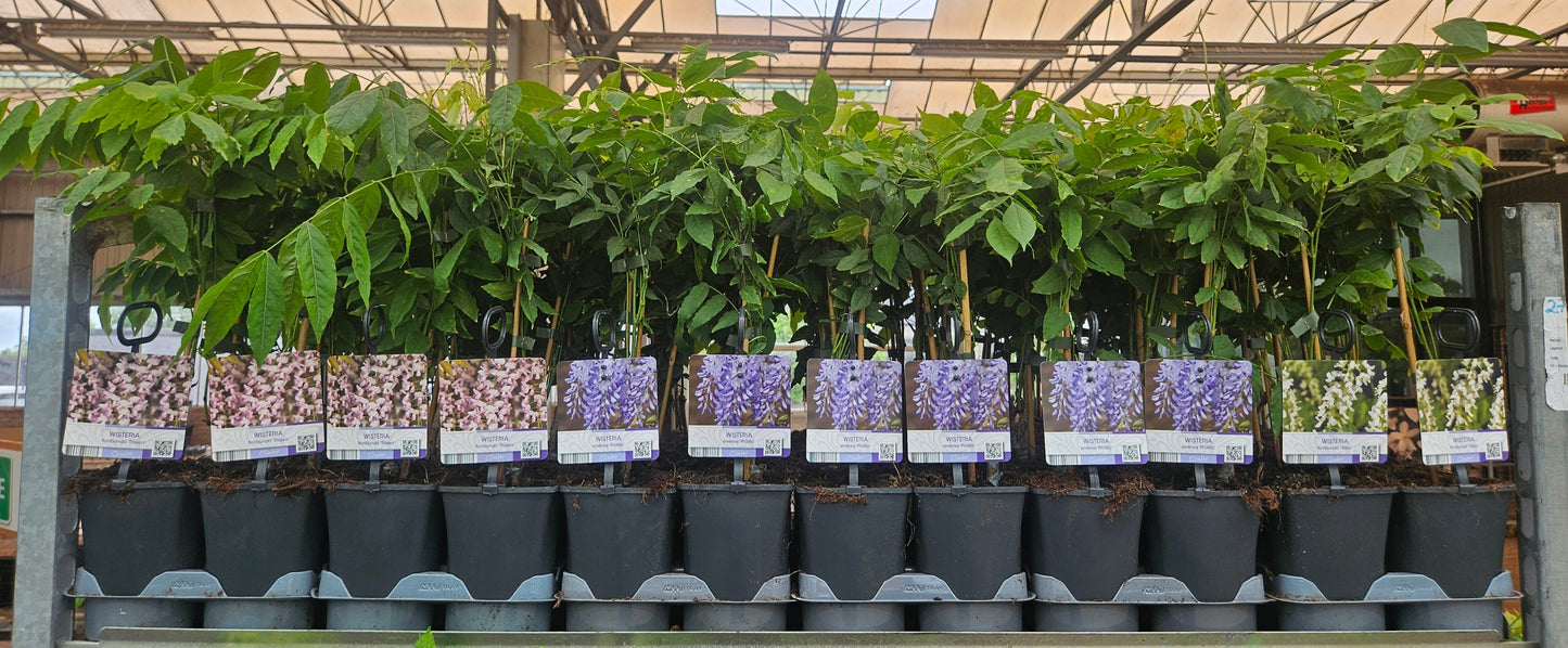 Wisteria Hybrid mix 40cm 11cm Pot