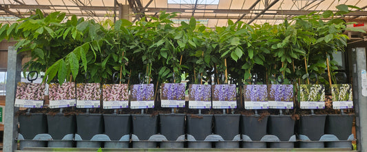 Wisteria Hybrid mix 40cm 11cm Pot