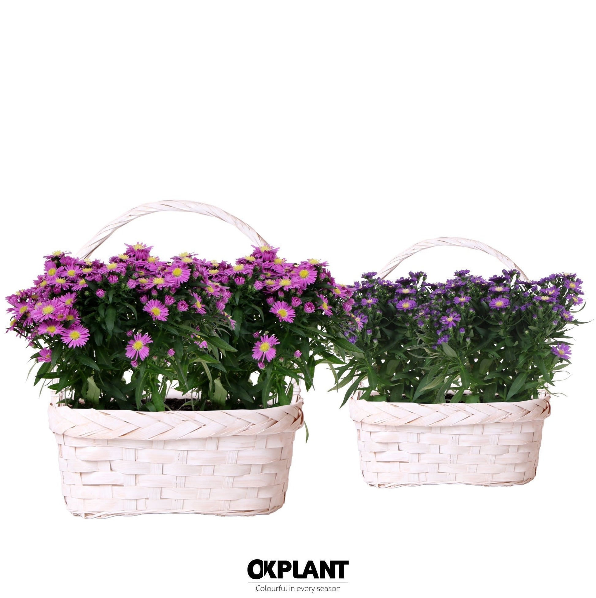 OK Plant Aster nb. mix (+ drp.twin basket) Pack of 4