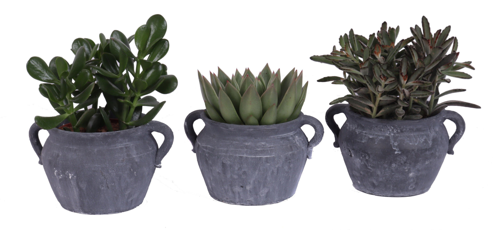 Oriental-Edelcactus Succulent mix Pack of 3