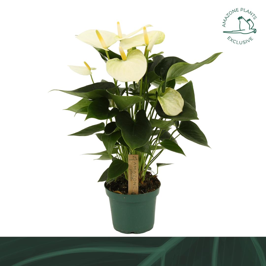 Anthurium Samora 35cm 12cm Pot