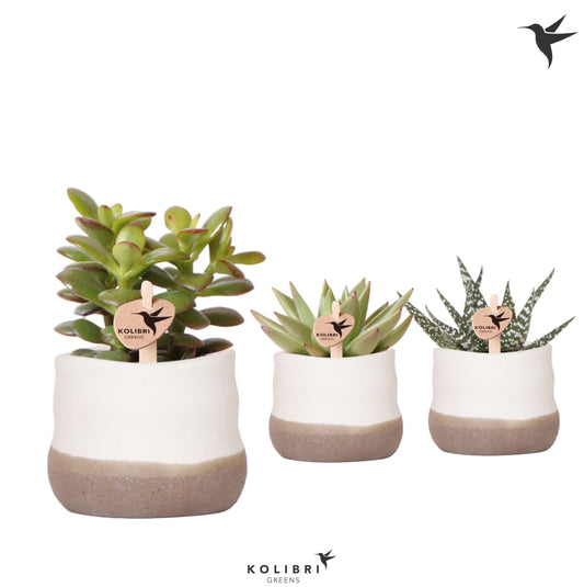 Succulent mix 12cm 6cm Pot