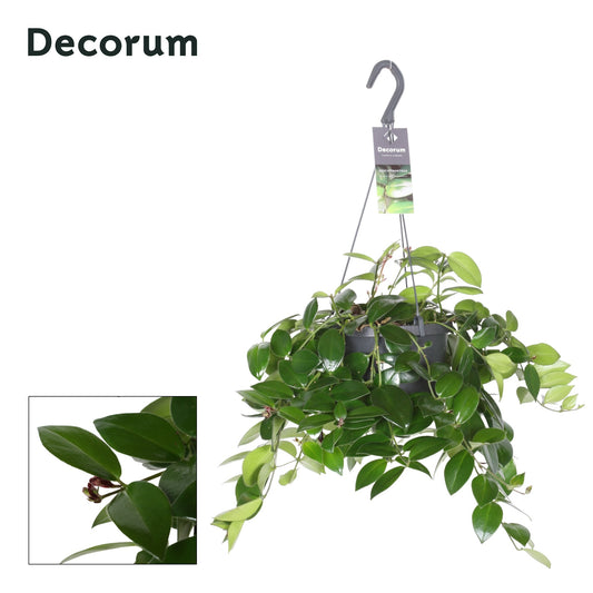 aeschynanthus-mona-lisa-35cm-17cm-pot