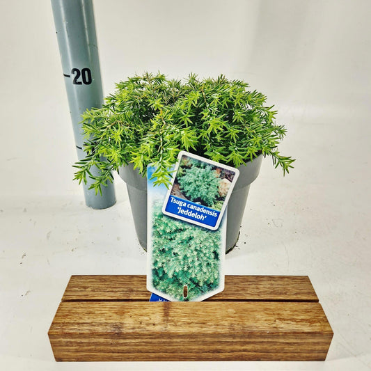 Tsuga can. Jeddeloh 30cm 19cm Pot
