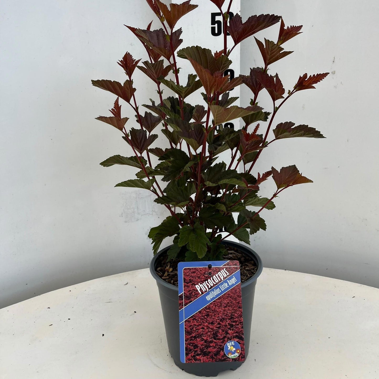 Physocarpus Little Angel 30cm 17cm Pot