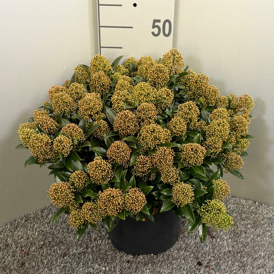 Skimmia japonica White Dwarf 50cm 27cm Pot