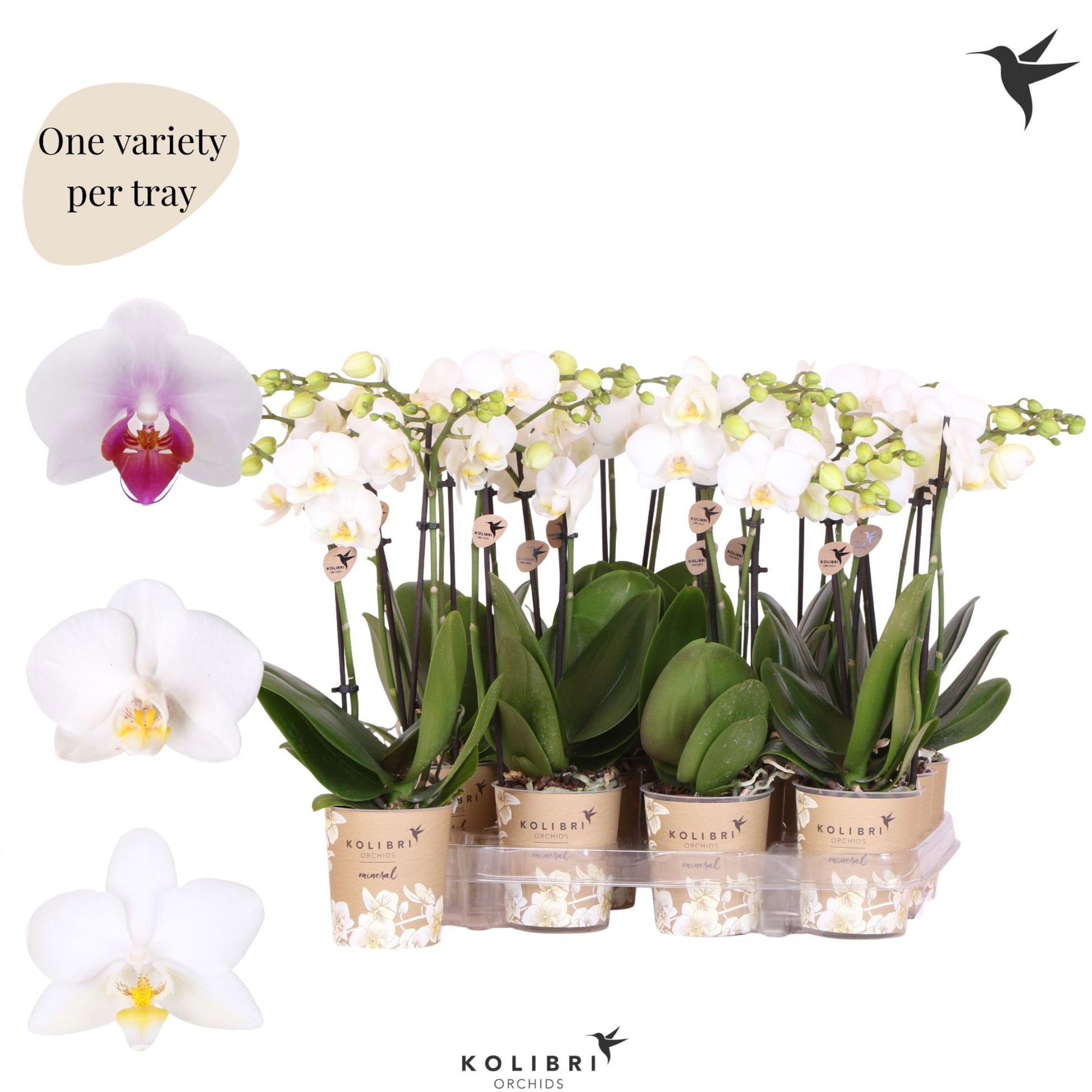 Phalaenopsis multiflora white 40cm 9cm Pot