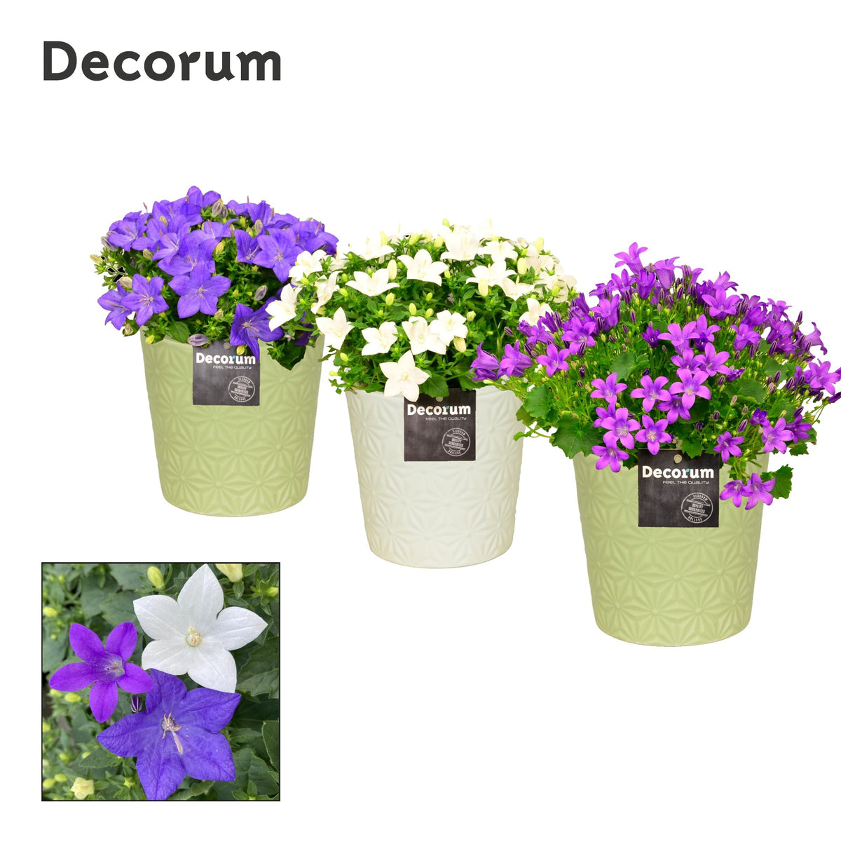 Campanula Hybrid 17cm 13cm Pot